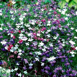 Edging Lobelia Cascade Flowers Blend 0.1g - 300 Seeds - Erinus Pendula NON GMO