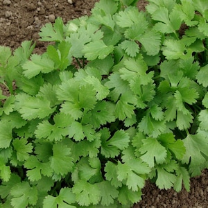 Coriander Cilantro 2g - 200 NON GMO Seeds - Coriandrum Sativum