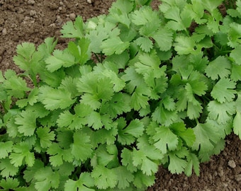 Coriander Cilantro 2g - 200 NON GMO Seeds - Coriandrum Sativum