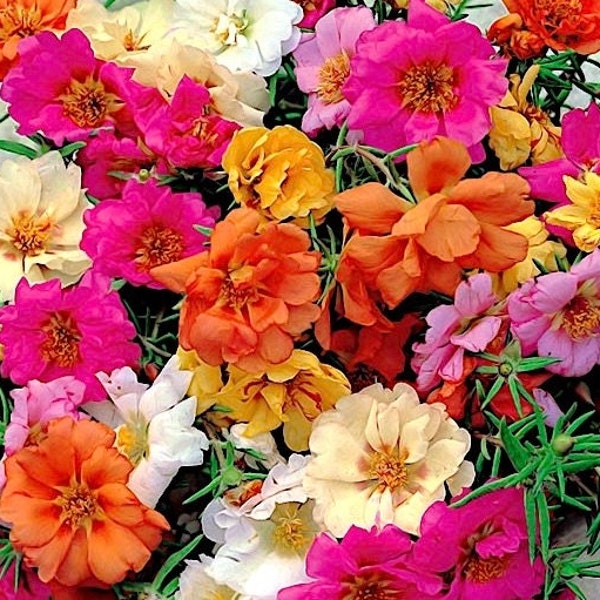 Moss Rose Rock Rose Flowers Blend 0.5g - 700 Seeds - Portulaca Grandiflora NON GMO