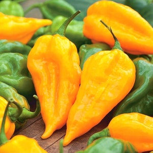 Habanero Pepper - Yellow 0.2g - 20 Seeds - Capsicum Chinense