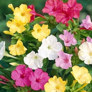 Mirabilis Jalapa Samen: Vier-Uhr-Pflanze, duftende Blütenmischung - 30 Samen
