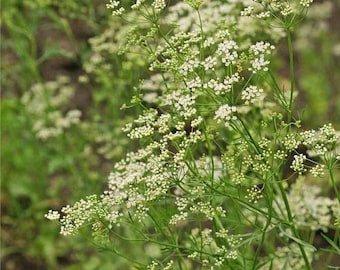 Anyż Anyż Słodki Kmin 1g - 150 Nasion - Pimpinella Anisum NON GMO