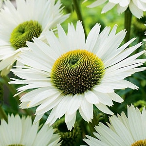 Sonnenhut White Swan Weiße Blumen 0,3g - 60 Samen - Echinacea Purpurea NON GMO