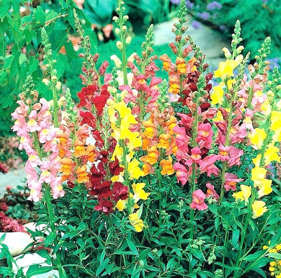Löwenmaul Samen 'Rostresistente Riesen-Mischung' – Einjährige Riesenblumige Blüten Mit Langen Stielen Für Deinen Garten