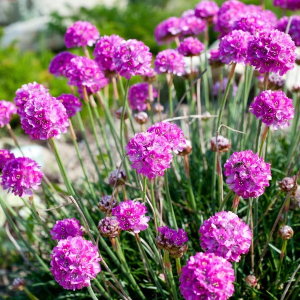 Thrift Sea Pink Flowers 0,1 g - 60 Samen - Armeria Maritima NON GMO