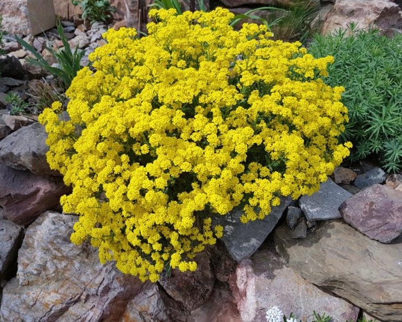 Golden Alyssum Basket of Gold Yellow Flowers 0.2g 150 Seeds Alyssum