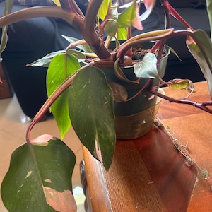 Pink Princess Philodendron Cutting | Rare Variegated Houseplant | Rooting Node or Rooted Option | Indoor Plant Propagation Starter