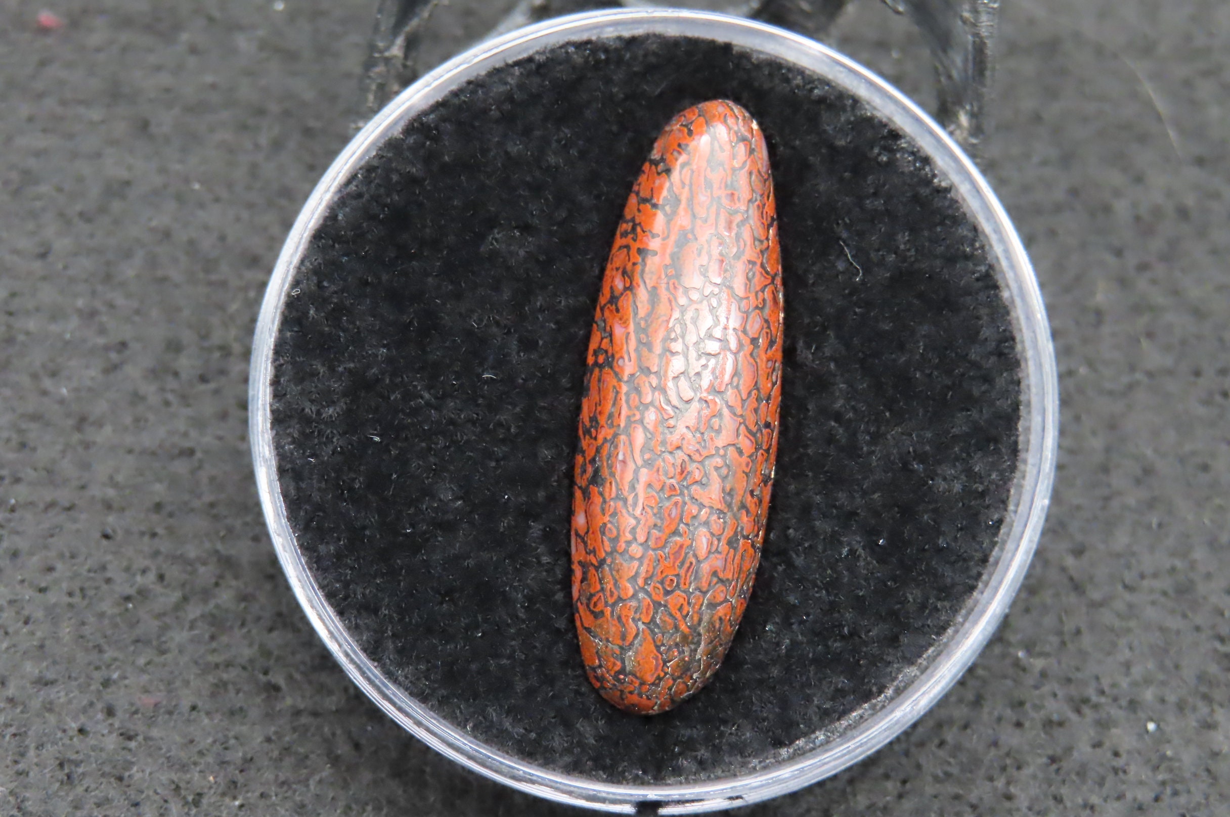 Dino Gem Bone Cabochon