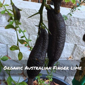 Rare Organic Australian Finger Lime Seeds - Citrus Australasica, Caviar Lime for Container Gardening & Home Gardening