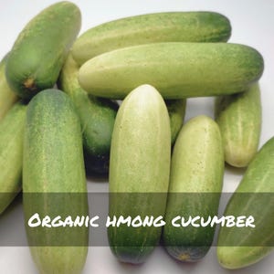 Organic Hmong Cucumber Heirloom Seeds - Container Gardening & Home Gardening