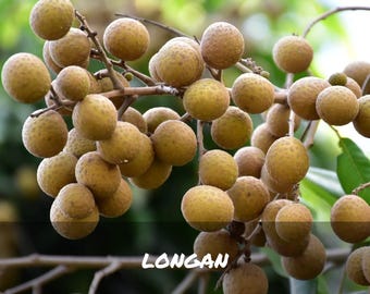 Rare Longan Heirloom Seeds - Dragon's Eye Dimocarpus Longan for Home Gardening