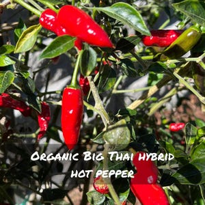 Organic Big Thai Hybrid Hot Pepper Seeds - Extra Spicy Peppers for Container Gardening & Home Gardening (10 Seeds)