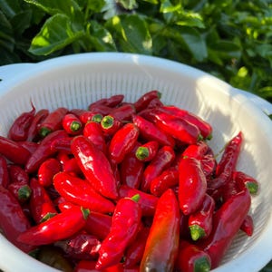 Organic Thai Bird&#39;s Eye Chili Seeds Non-GMO Hot Pepper Seeds Extra Spicy