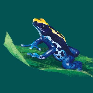Blue Poison Dart Frog Digital Illustration