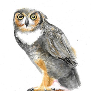 Owl Watercolor Painting