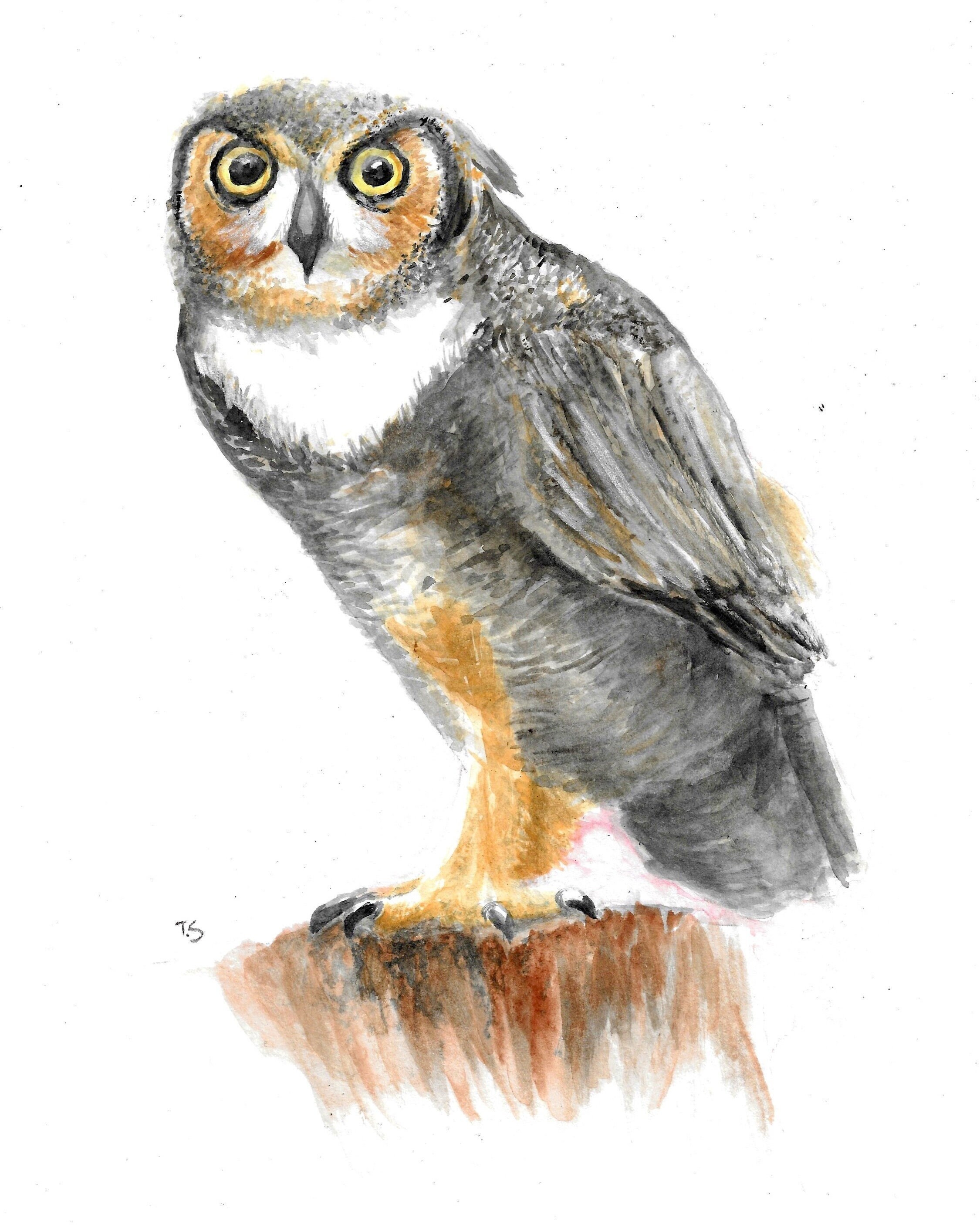 Owl Watercolor Painting
