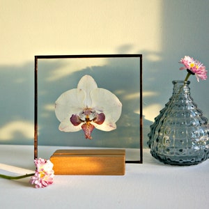 Decorazione da parete con orchidea bianca Cornice con fiori bianchi pressati Regalo con vera orchidea Arte con fiori secchi Scatola regalo per la festa della mamma Decorazione da parete floreale Vetrata colorata