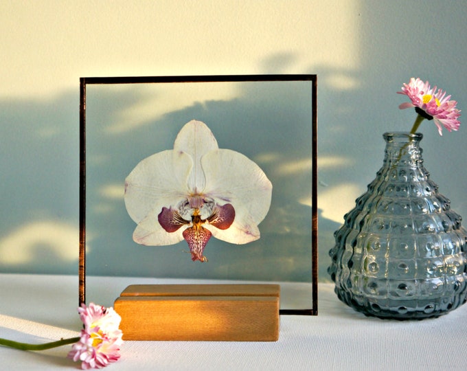White Orchid Wall Decor Pressed White Flower Frame Real Orchid Gift