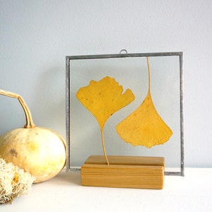 Decoración de hojas de ginkgo Marco cuadrado de hojas amarillas Hojas de otoño reales Decoración de pared con hojas Regalo botánico Plantas prensadas Herbario Vidrieras
