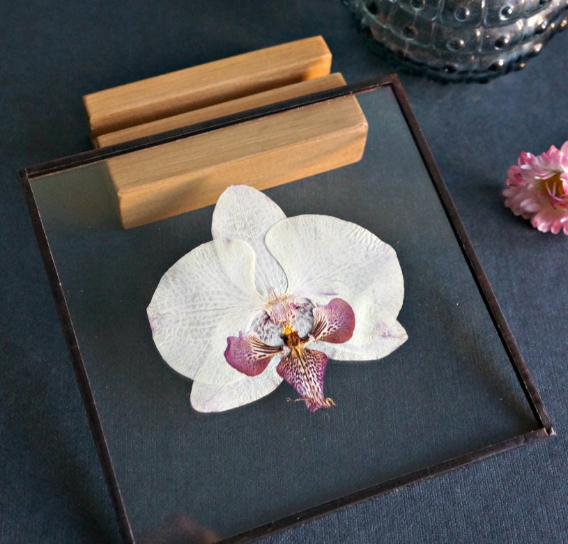 White Orchid Wall Decor Pressed White Flower Frame Real Orchid Etsy UK
