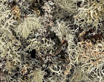 9x6 Box Full of Dry Usnea Lichen (Beard Lichen) | Hand Picked in PMW.