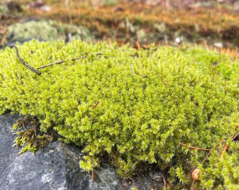 Electrified Cats-Tail Moss | Racomitrium Elongatum | Live Terrarium Moss