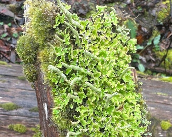 Lichen and Moss Packed Wood