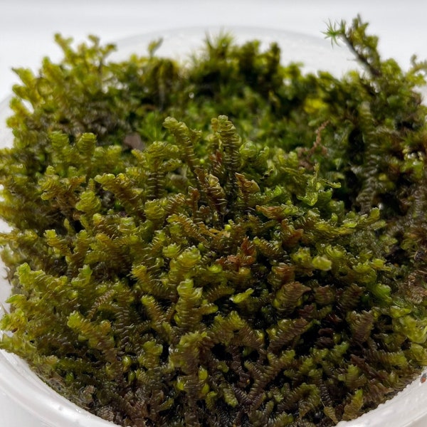 Porella Platyphylla Leafy Liverwort | Live Terrarium Liverwort