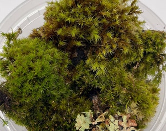 Lyell’s Bristle Moss | Terrarium Moss | Fluffy Moss