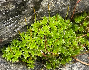 Star Moss Syntrichia Princeps | Live Moss with Sporophytes | Terrarium Moss | Free Shipping