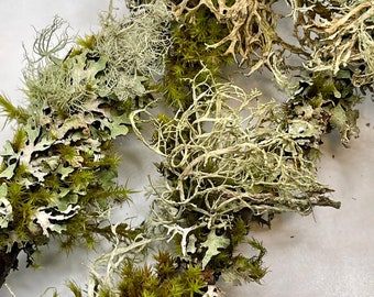 Tree Branches Packed with Lichen and Moss