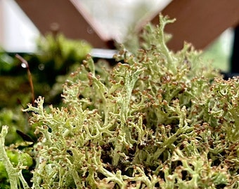Live Lichen Cladonia Uncialis & Cladonia Cornuta | Fruticose Lichen | Fresh Picked