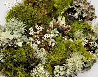 Large Fairy Live Moss and Lichen Mix | 6x9 Zip Lock| Fairy Garden, Terrarium