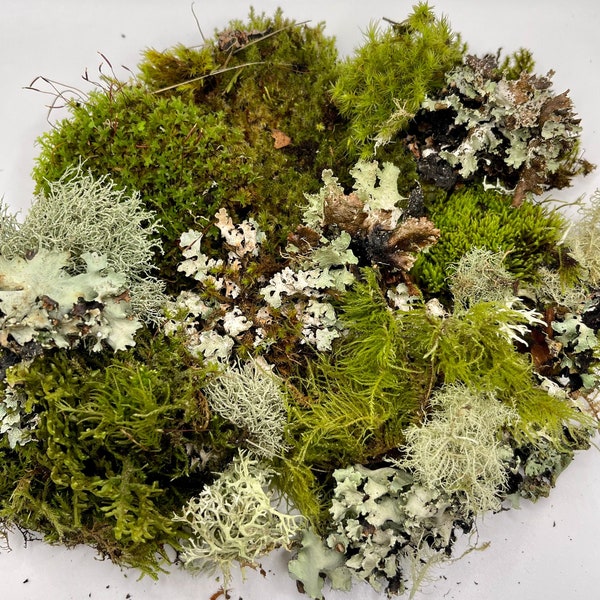Large Fairy Live Moss and Lichen Mix | 6x9 Zip Lock| Fairy Garden, Terrarium