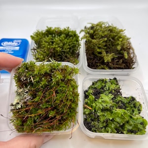 Extra Large Live Moss Grab Bag Fresh Green Healthy for Terrariums