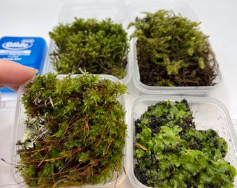 Liverwort/Moss Mini Sample| 3oz and 4oz Boxes| Live from PNW | Free Shipping