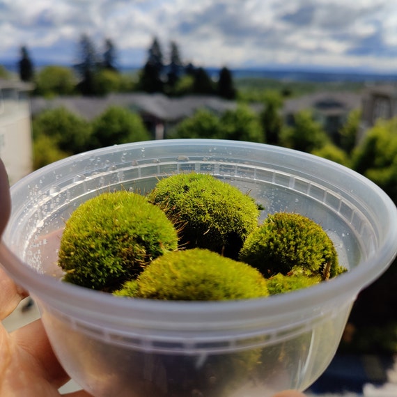 Curly Thatch Moss Fresh Picked PNW for Bonsai Terrariums Etsy