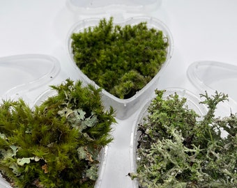 Valentine’s Day Moss Trio | Fresh Live Moss and Lichen