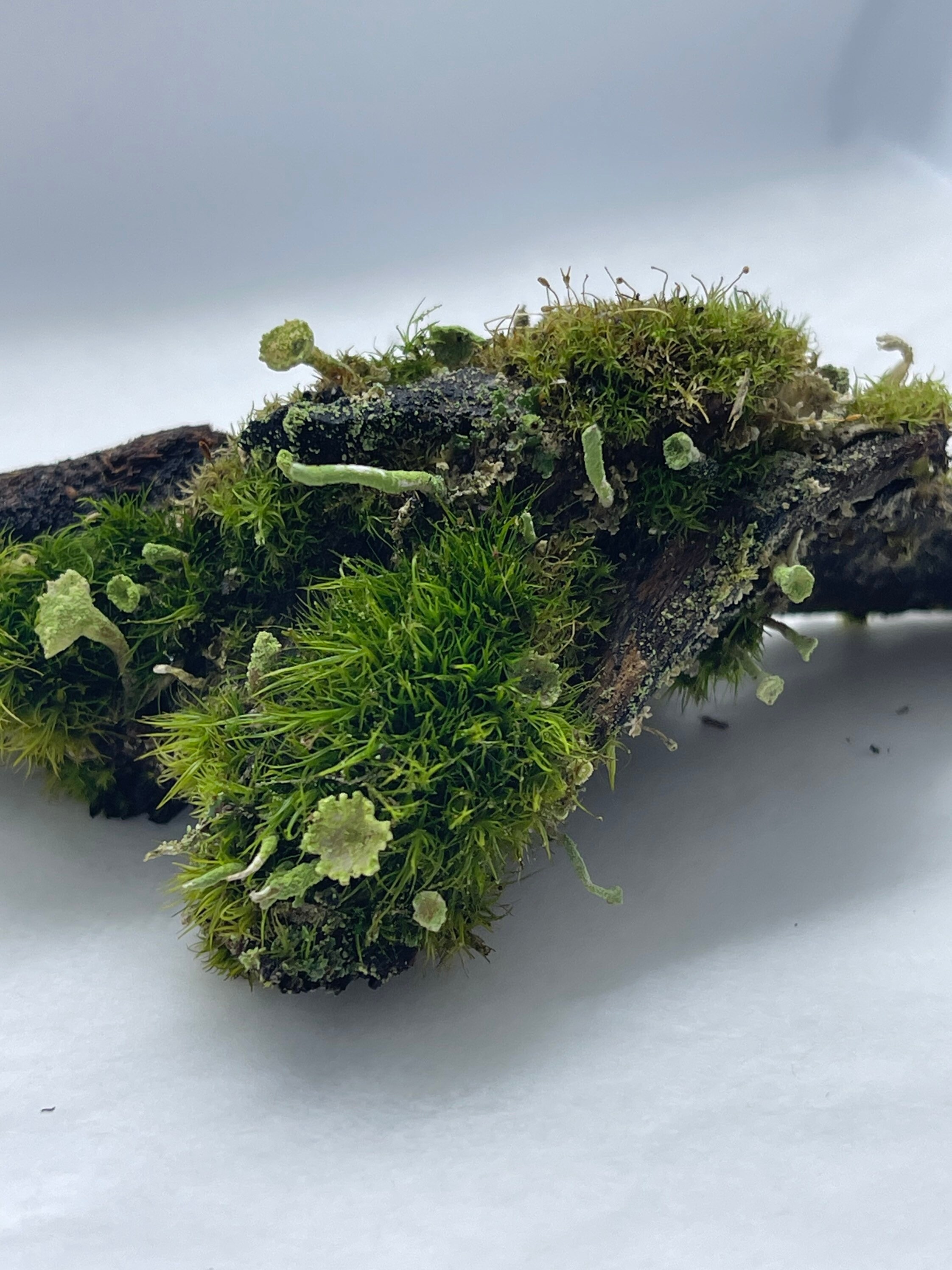 Tree Moss climacium Americanum / Dendroides Rare Live Moss for Terrarium, Terrarium  Moss, Live Moss for DIY Terrarium 