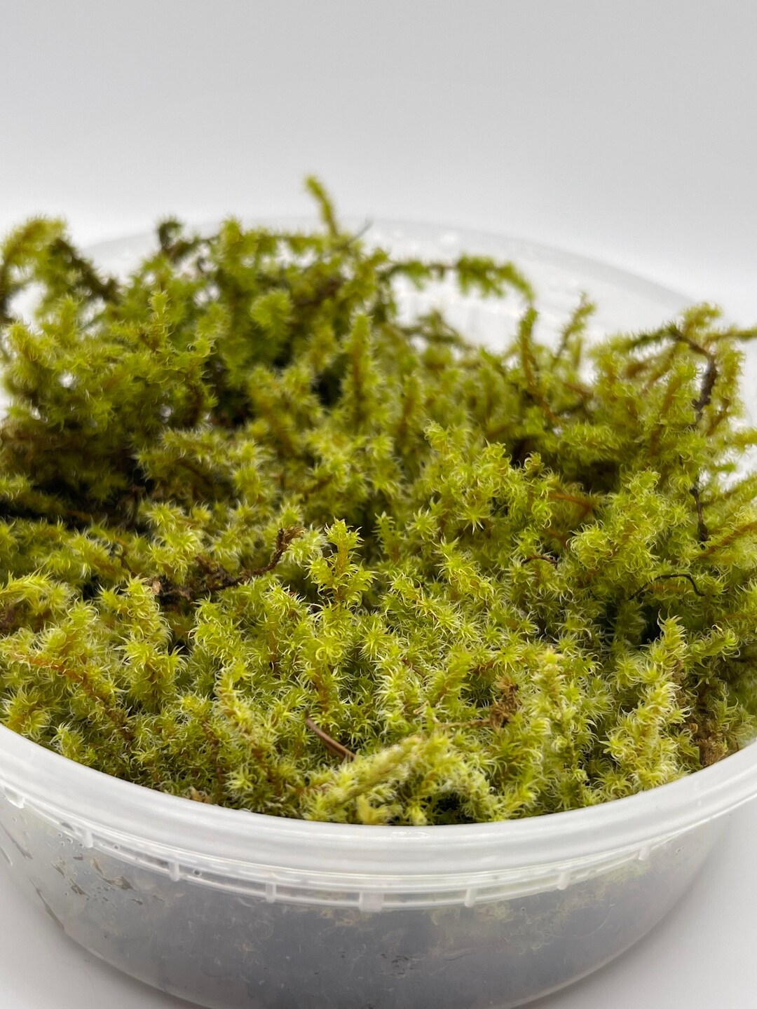 Electrified Cat tail Moss Live Terrarium Moss Free Etsy