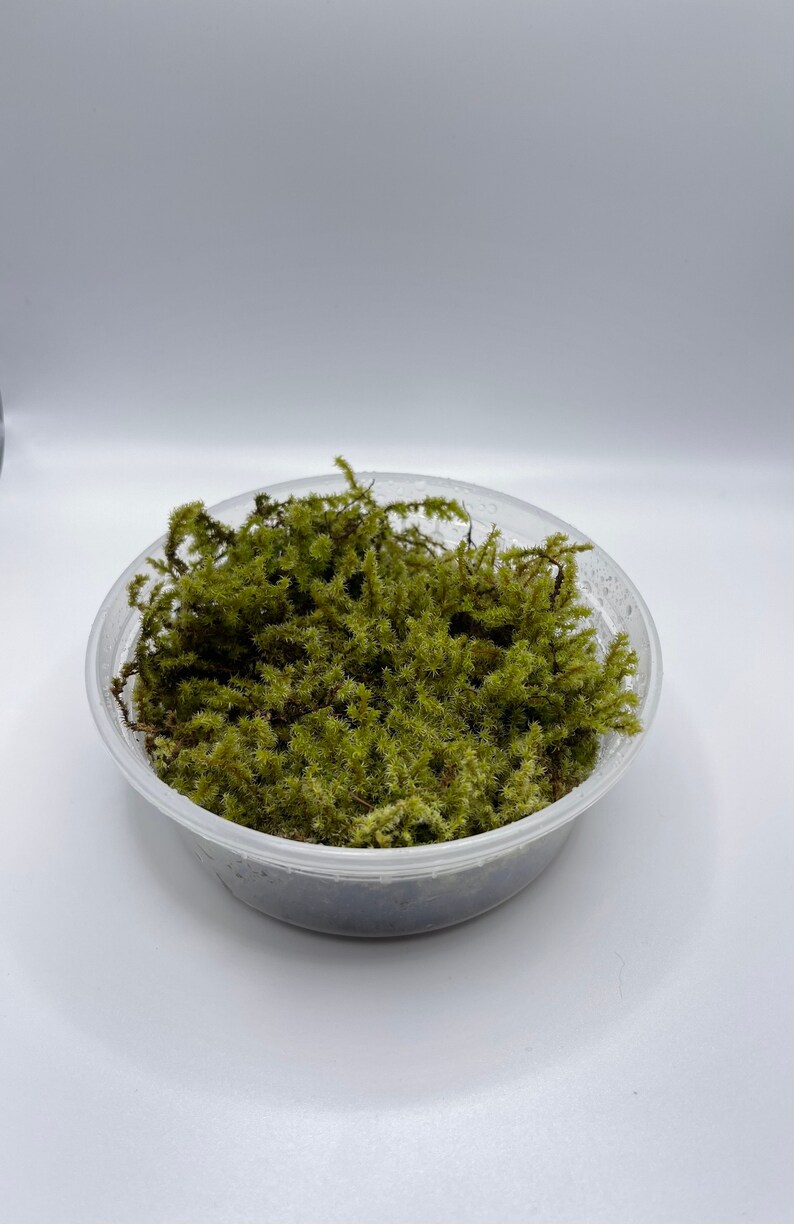 Electrified Cat tail Moss Live Terrarium Moss Free Etsy