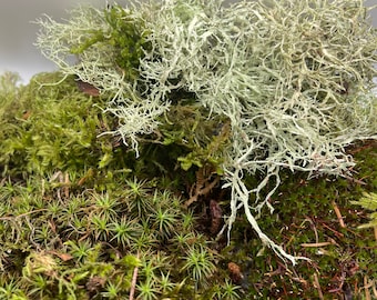 Jumbo 1 Gallon Live Moss Grab Bag | 5 Types of Moss | Topped Off With Lichen