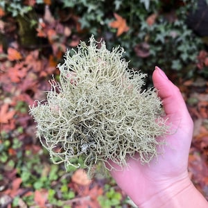 Beard Lichen Usnea Subfloridana Fresh Picked and Live image 1