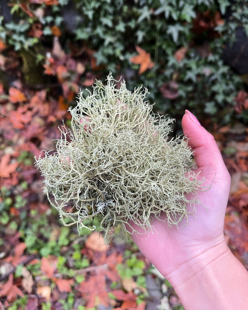 Beard Lichen Usnea Subfloridana Fresh Picked and Live image 1