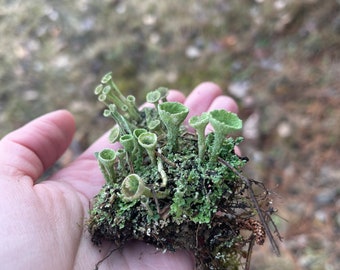 Pixie Cups Lichen | Trumpet Lichen | Mini Box | Live and Fresh Picked for Terrariums, Fairy Gardens and Crafts