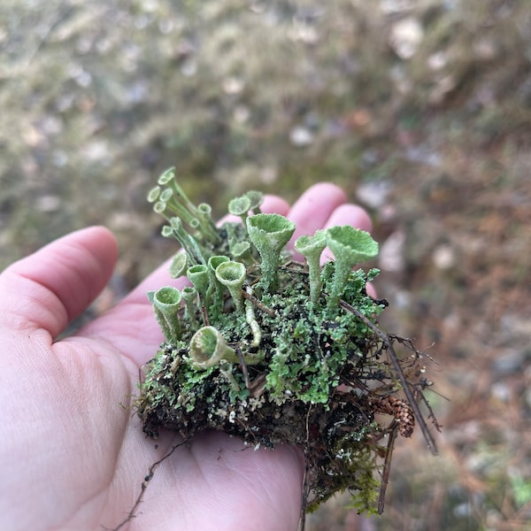 Pixie Cups Lichen | Trumpet Lichen | Mini Box | Live and Fresh Picked for Terrariums, Fairy Gardens and Crafts