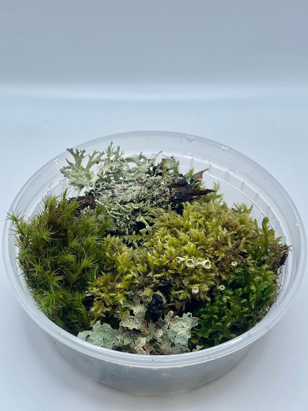 Live Moss Assortment for Terrarium Vivarium Fairy Garden 6x9 Ziplock Bag  Fresh
