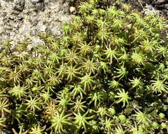 Live FLOWERING Thalloid Liverwort “Scale Moss” Fresh Picked