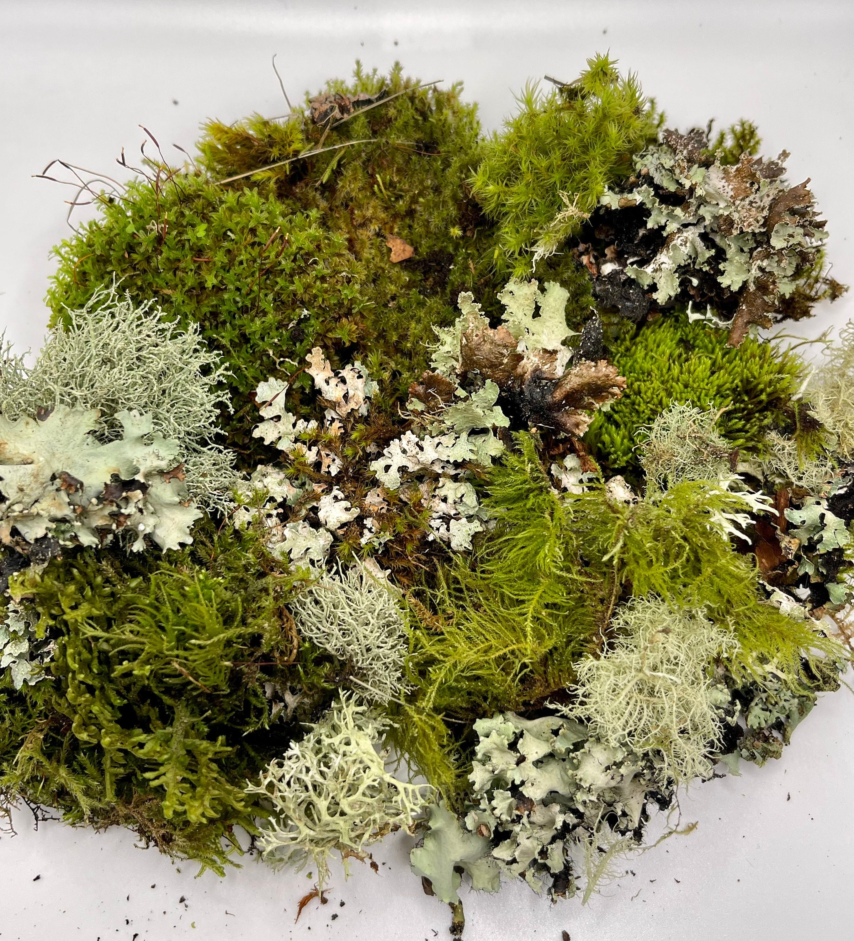 2 lbs Mix Fresh Live Moss Assortment Terrarium Vivarium Isopod Bin Fairy  Garden